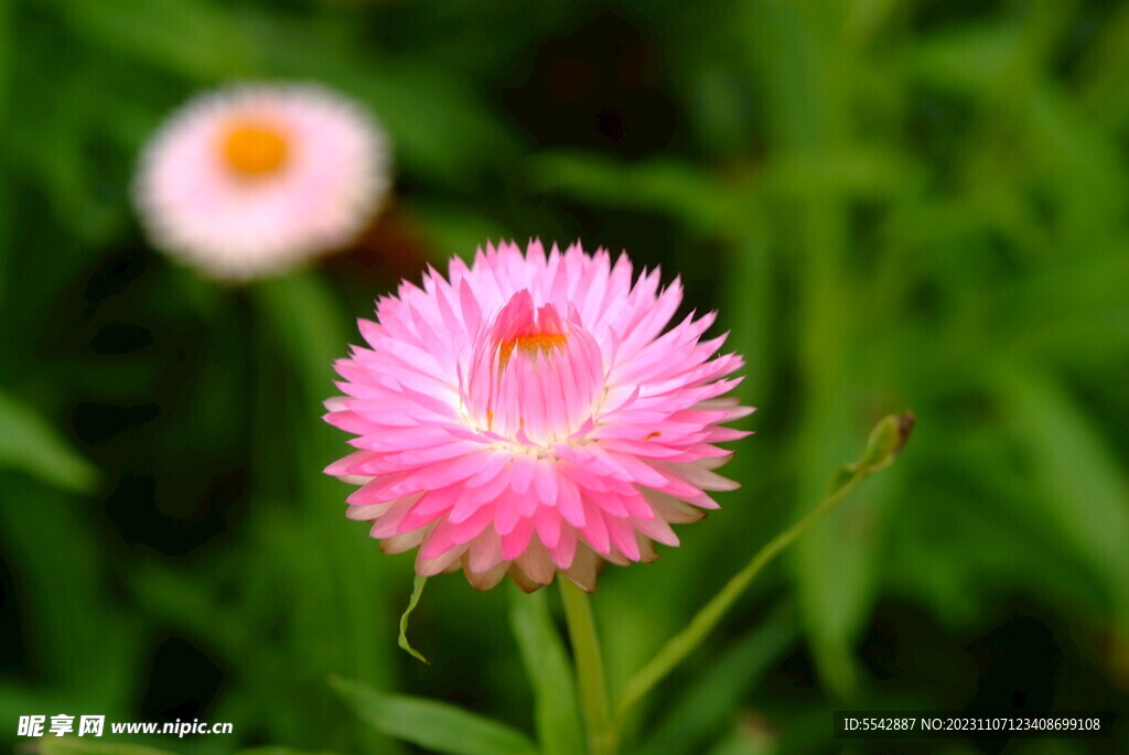 麦秆菊