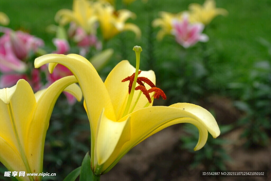 百合 花卉