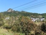 柿子树