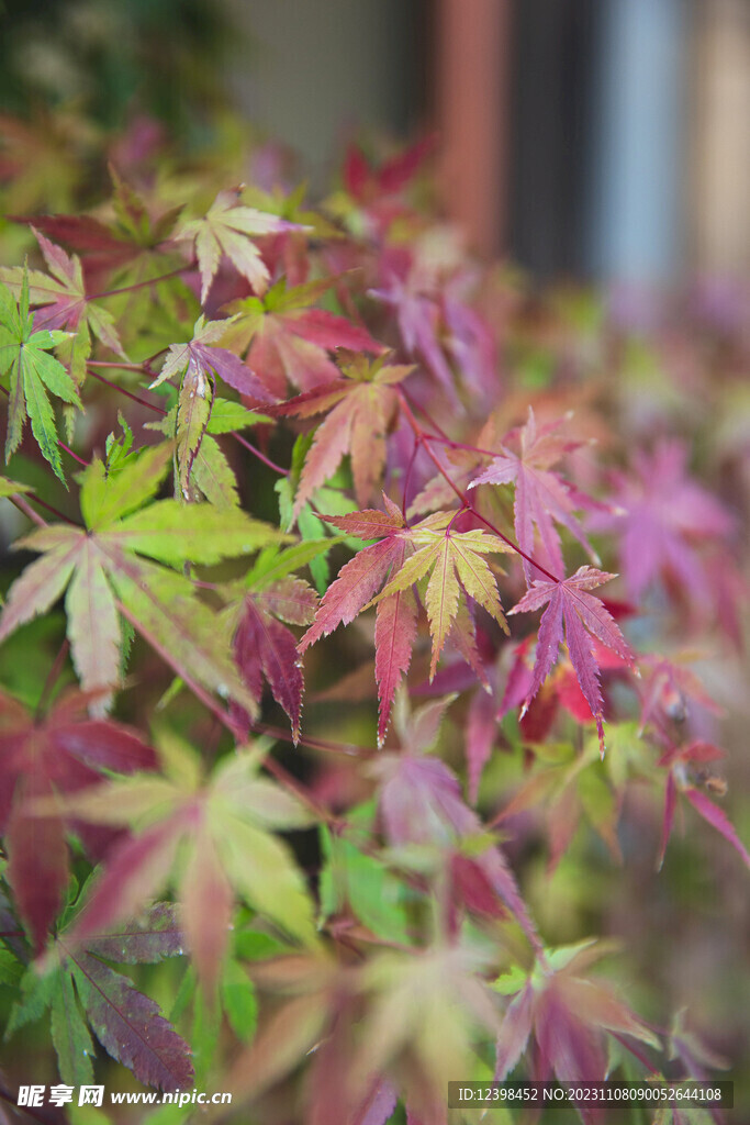 枫叶