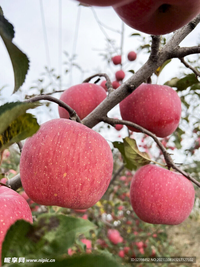 苹果