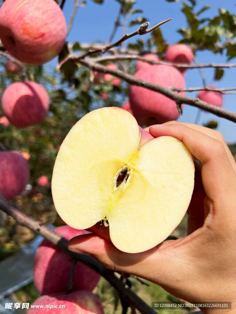 苹果