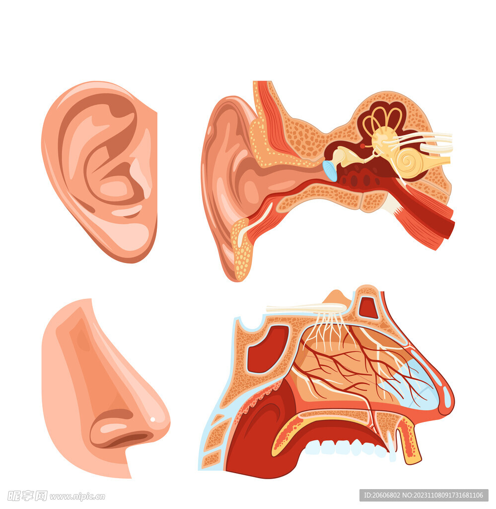 耳朵鼻子医学横截面图