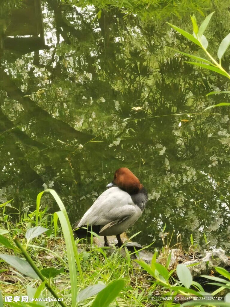 鸳鸯