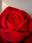 大红玫瑰