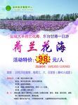 盐城荷兰花海旅游单页