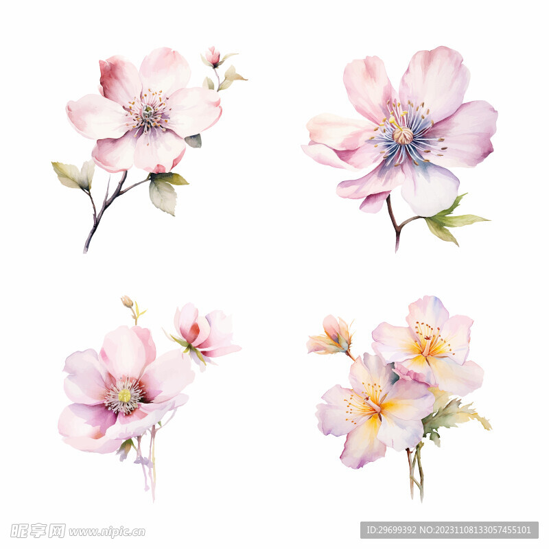 水彩花卉