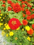 百日菊