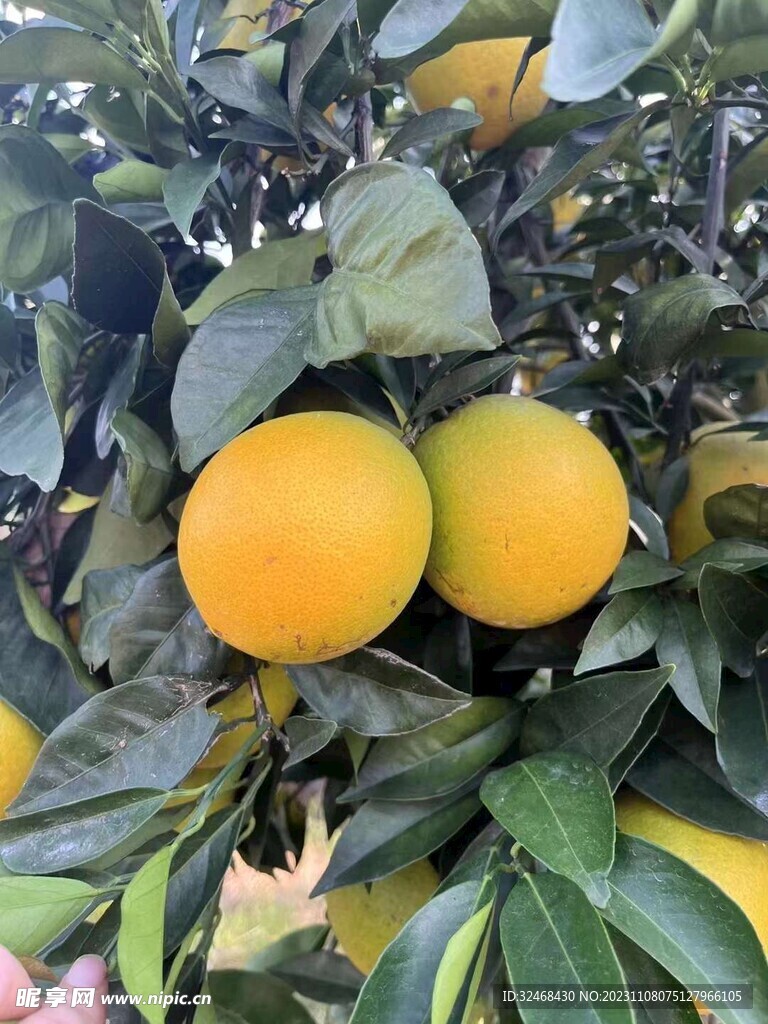 脐橙