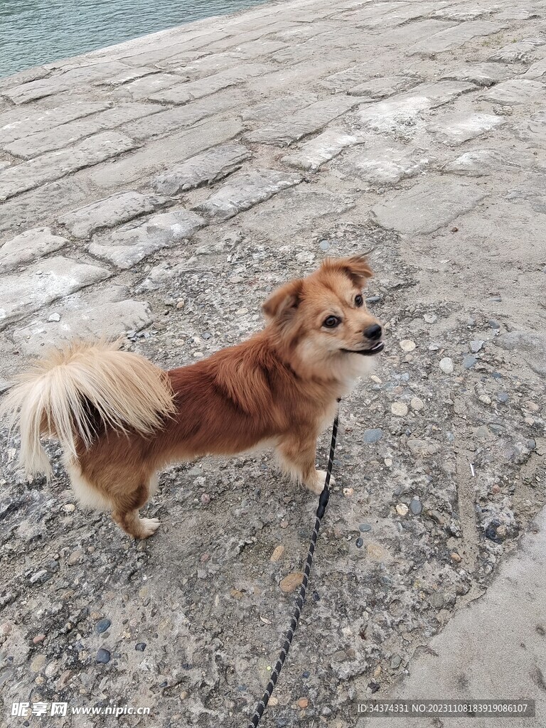小狗