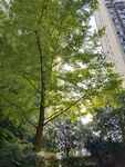 银杏树