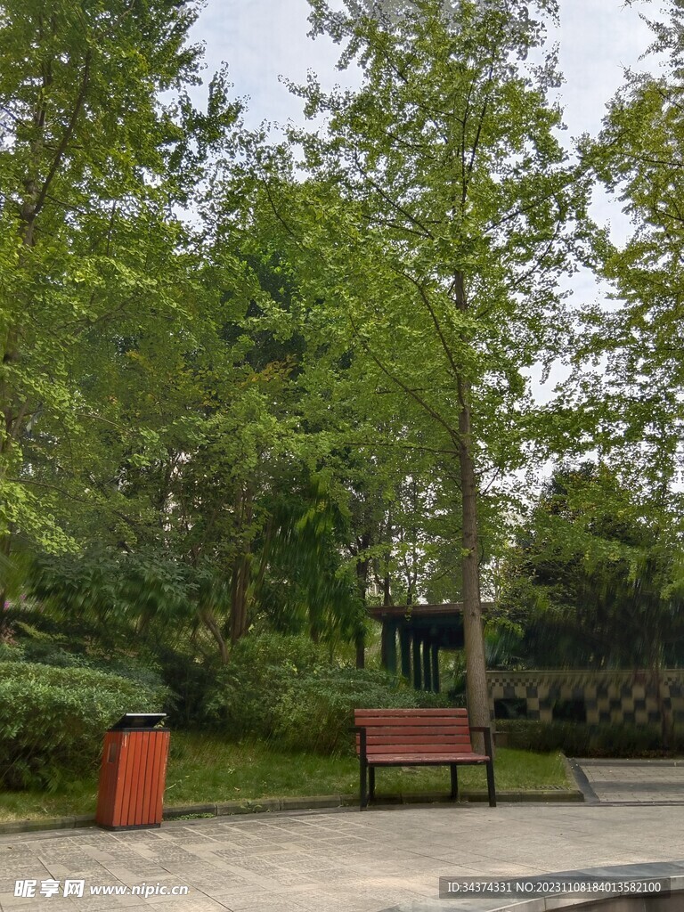 银杏树