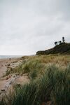 海滩上的野草