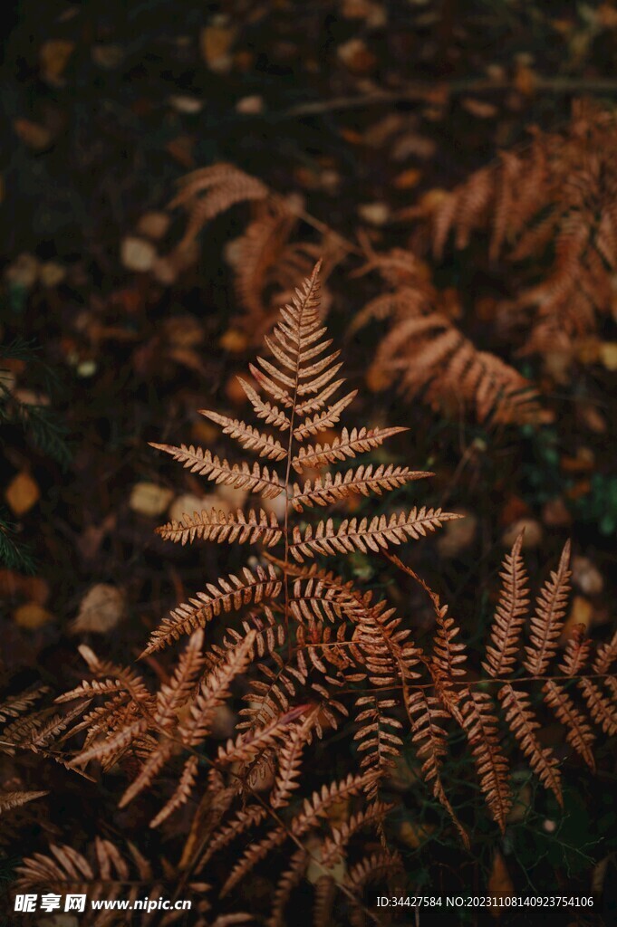 阙类植物叶子