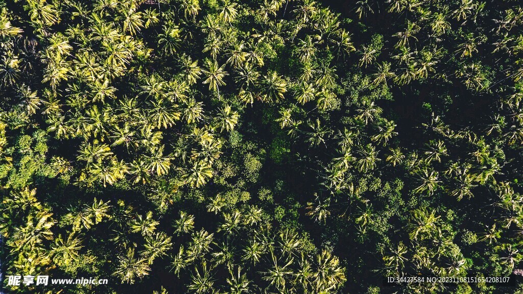 航拍椰子树林