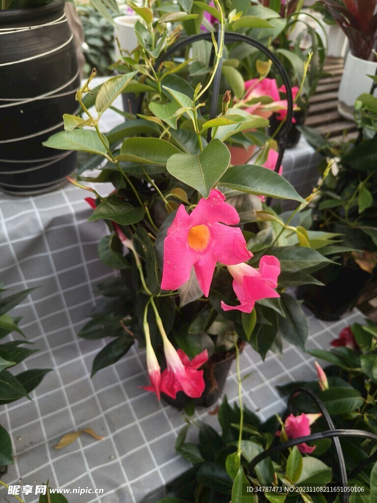 花卉