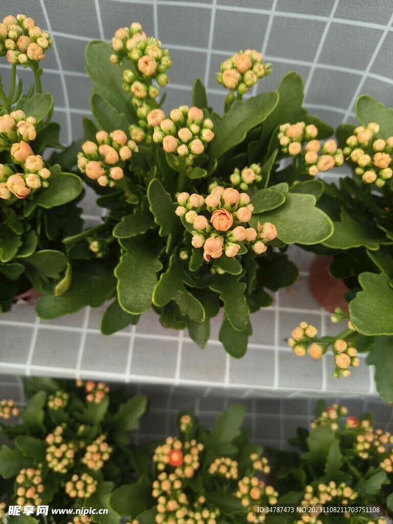 长寿花