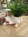 猫咪的绿植尾巴