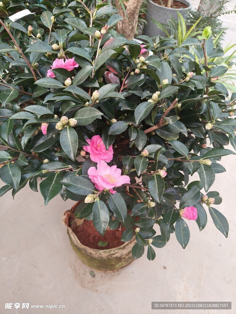 山茶