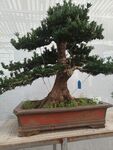 罗汉松