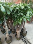 马拉巴栗