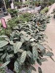 银羽竹芊