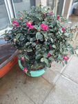 山茶花