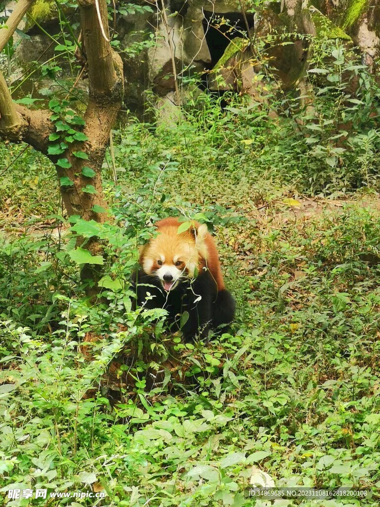 小熊猫