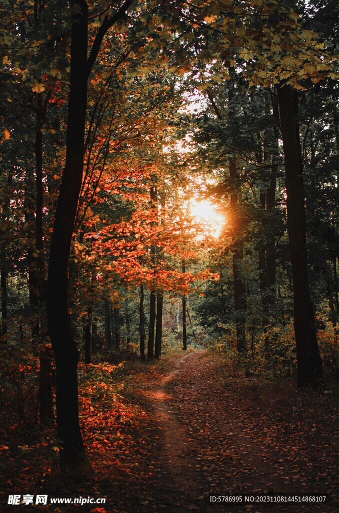 秋天的森林
