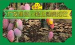 树上熟贵妃芒