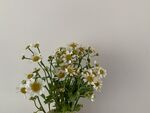 小雏菊