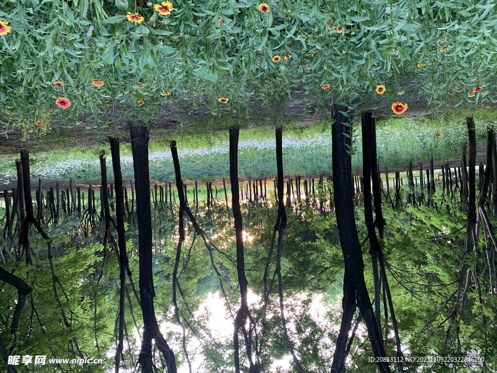 树林