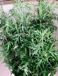 艾草