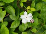 茉莉花