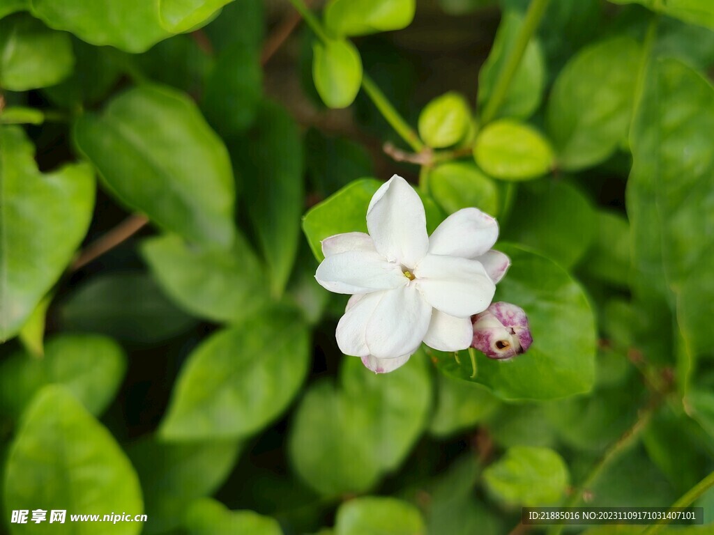 茉莉花