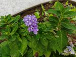 紫色小花