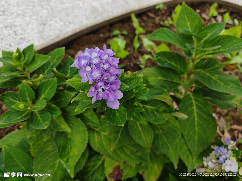 紫色小花