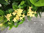小黄花