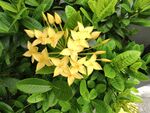 小黄花