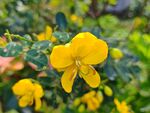 小黄花