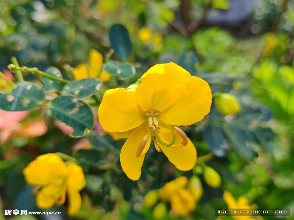 小黄花