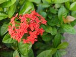 龙传花