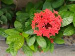 龙传花