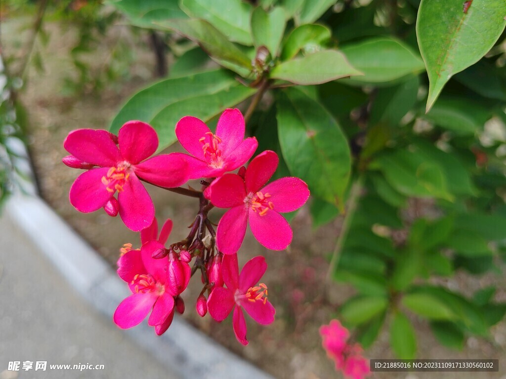 小红花