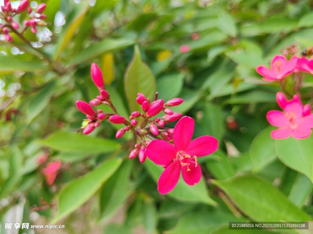 小红花