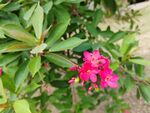 小红花