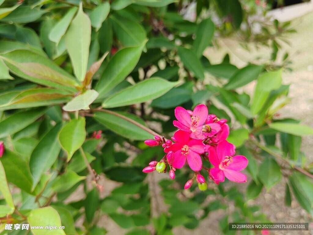 小红花