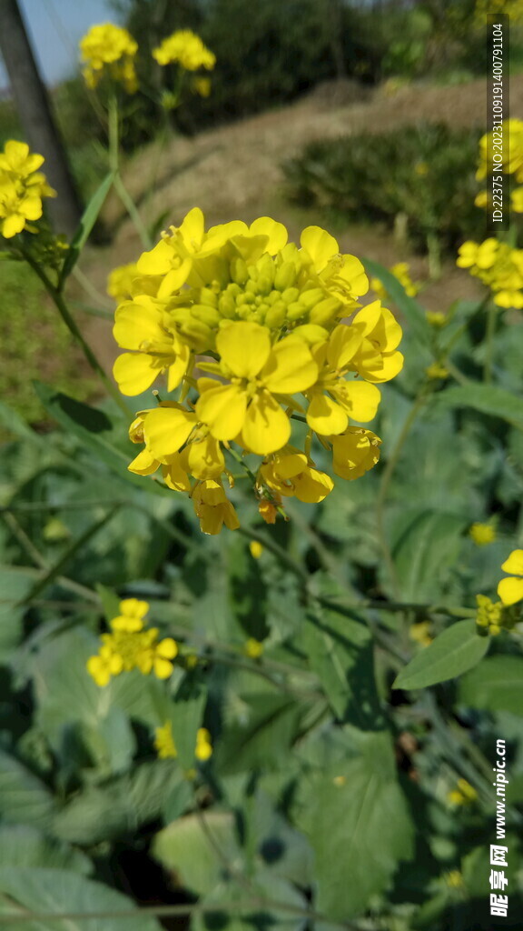 油菜花