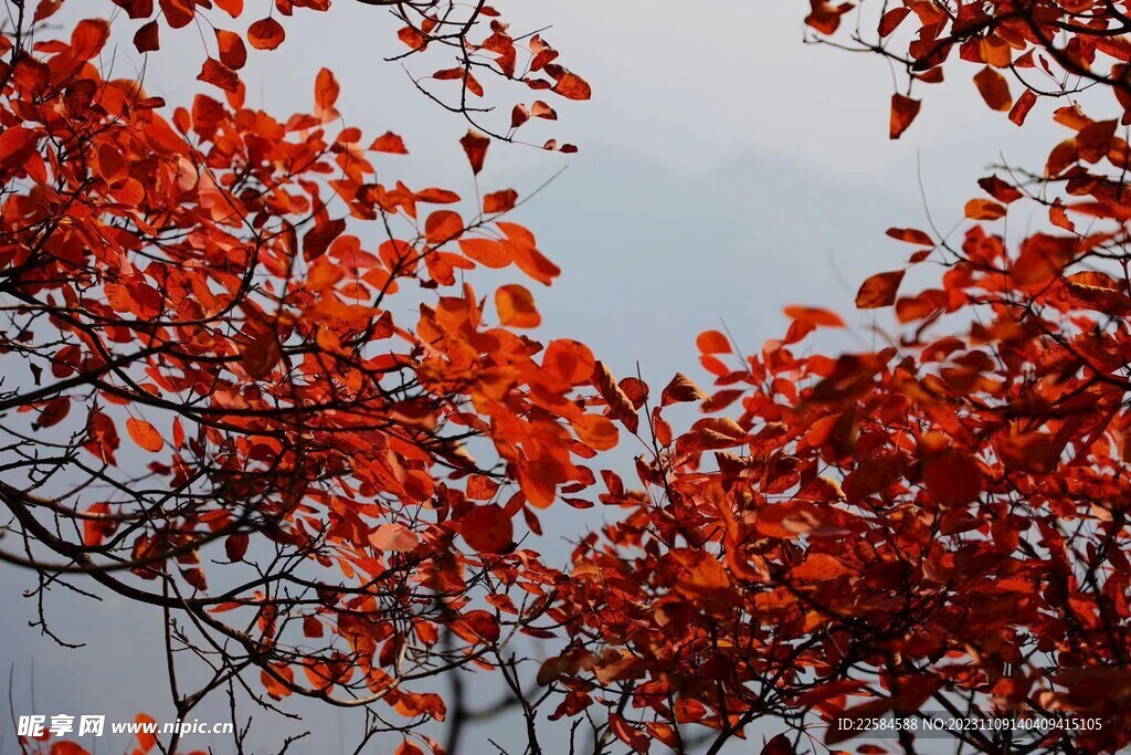 秋色 红叶 