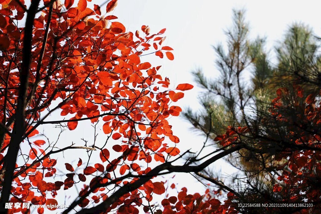 秋色 红叶